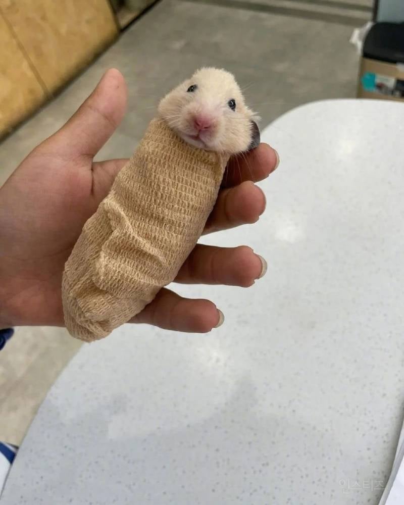 CT촬영 하는 햄스터 🐹 | 인스티즈