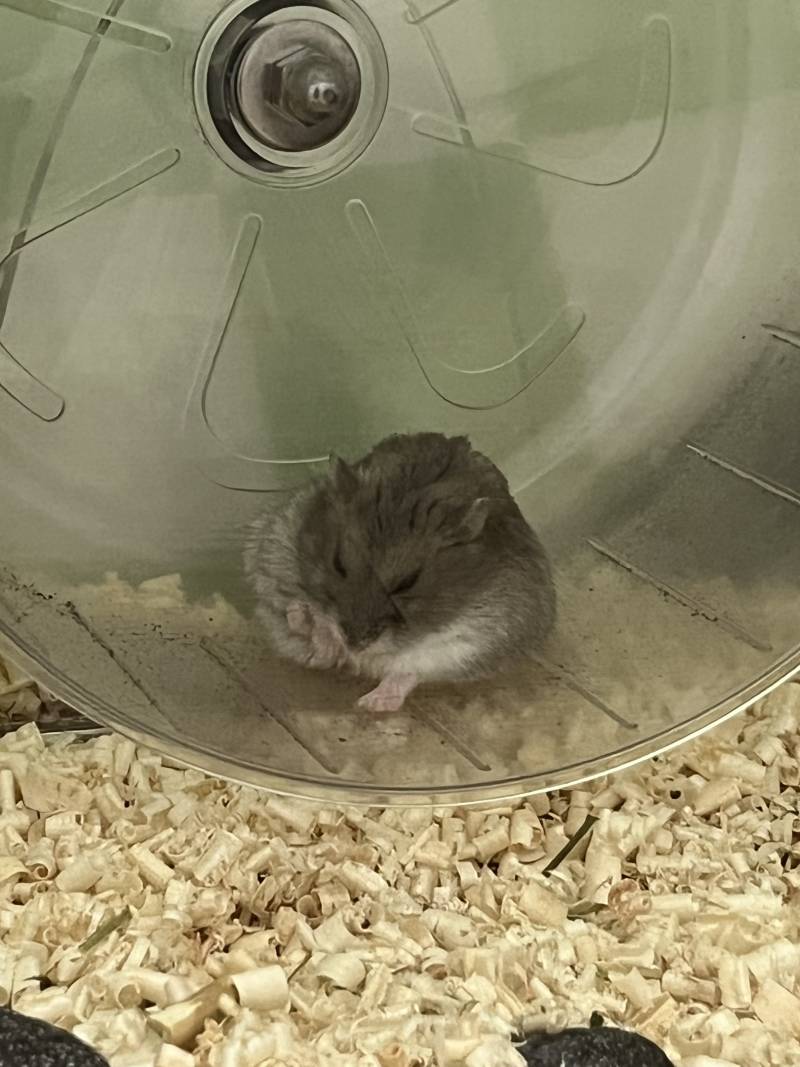 [잡담] 너네 햄스터 조는모습 본 적 있어...? 진짜 기엽다.. | 인스티즈