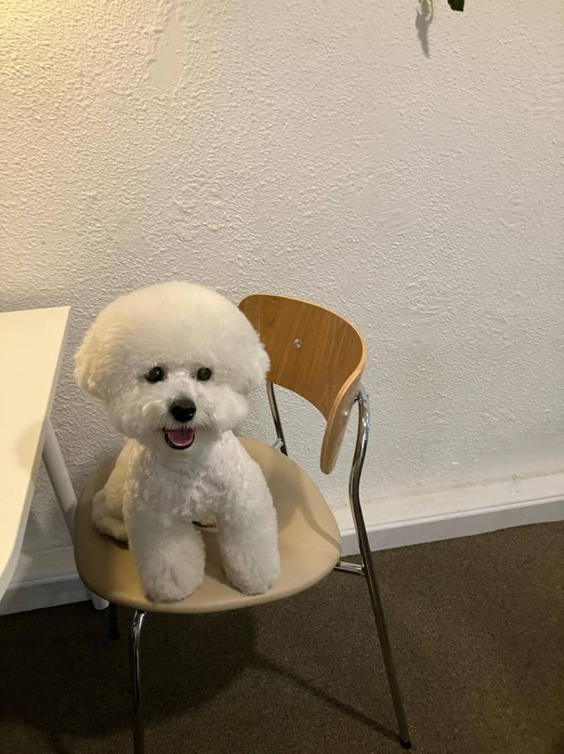 [잡담] 강아지 어떤 스타일이 더 좋아? 전부 같은 강쥐야 | 인스티즈