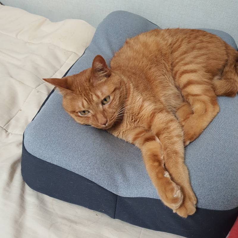 [잡담] 효자인듯 효자 아닌 효냥 같은 너🐱 | 인스티즈