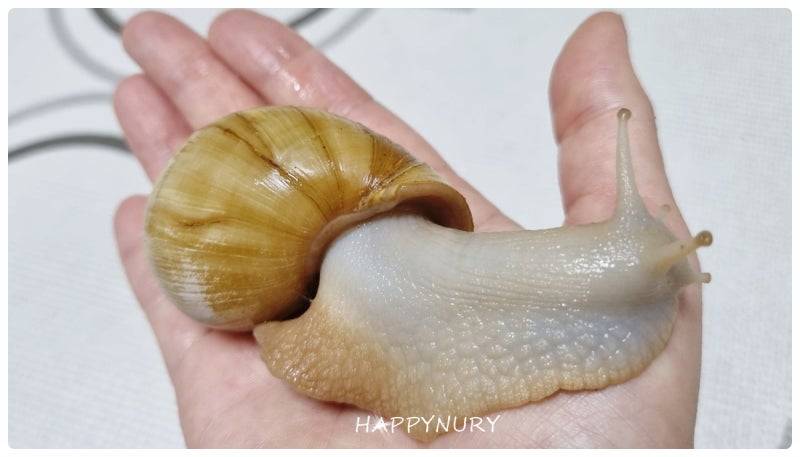 [잡담] 달팽이 두마리 주문했어! 이름 추천받아 | 인스티즈