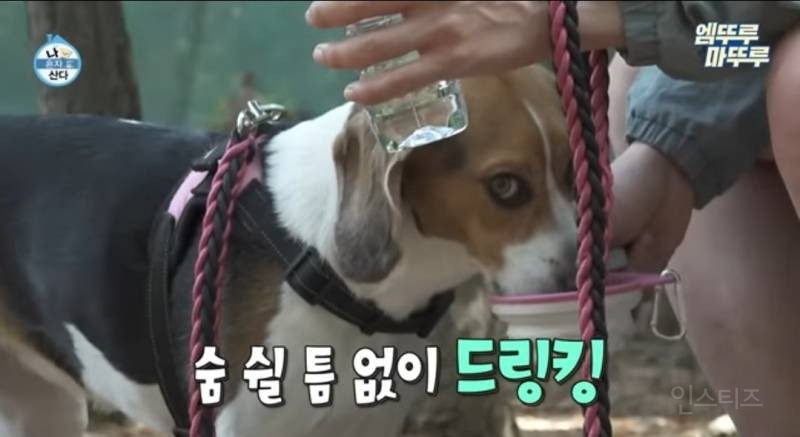 [나혼자산다] 강아지 구리한테 끌려가 강제등산하는 이창섭ㅋㅋㅋㅋ | 인스티즈