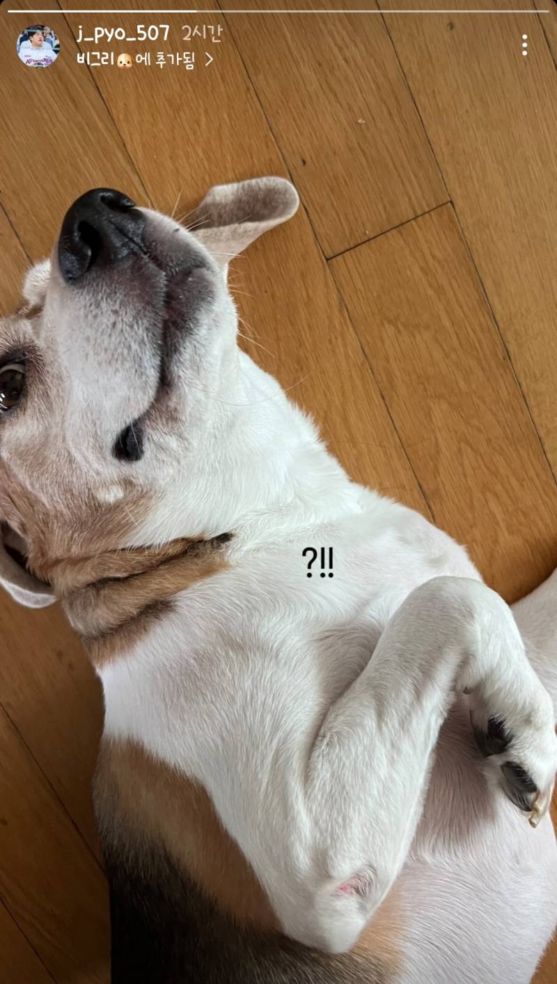 [잡담] 화난 로즈 준표 강아지보고 가 | 인스티즈