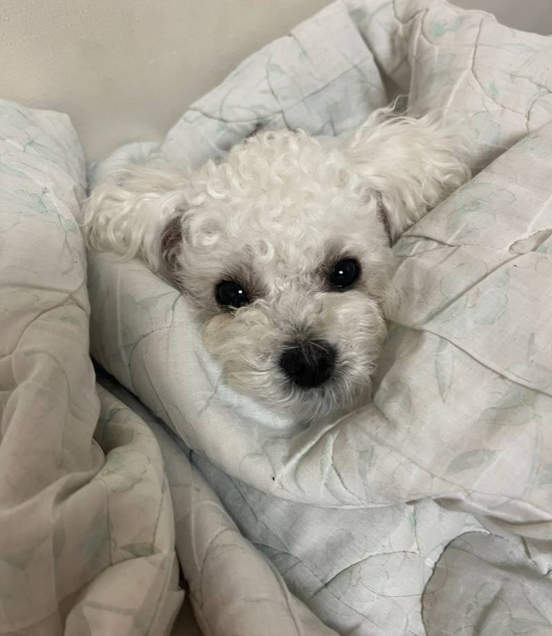 [잡담] 강아지 산책하면 할머니들이 이런 말하는데 무슨 뜻이야? | 인스티즈