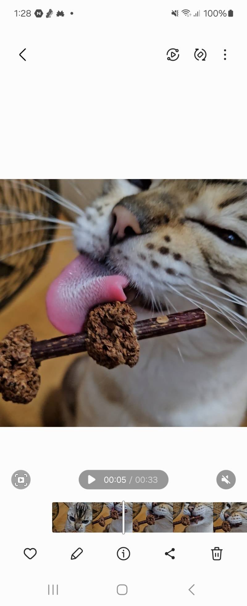[잡담] 고양이 혓바닥 | 인스티즈