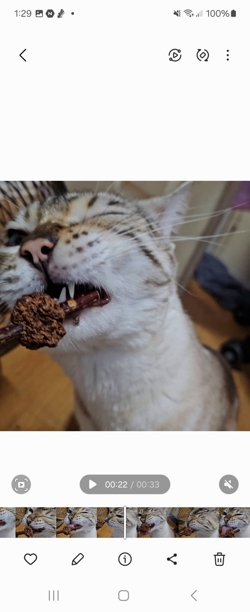 [잡담] 고양이 혓바닥 | 인스티즈