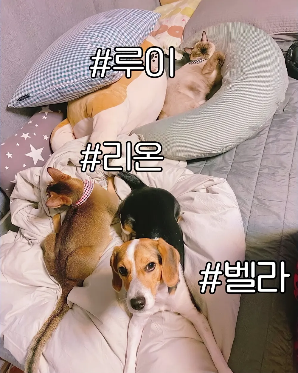 숙소에서 같이 사는 강아지 고양이 마저 웃수저라는 SM 남자아이돌 | 인스티즈