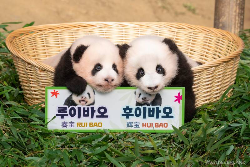 [잡담] 판다) 이후니 첫 생일🖤🤍🐼 | 인스티즈