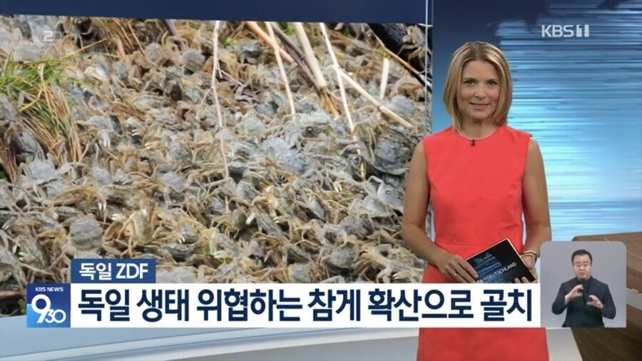 [정보/소식] 속보)독일, 생태계 위협하는 참게 처치곤란.news | 인스티즈