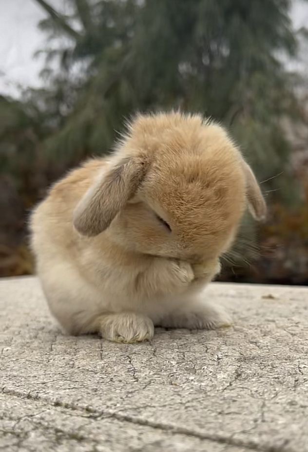 [잡담] 도영이 또 버블 와서 푸푸 조개껍찌 띨롱 던지고 간거 | 인스티즈