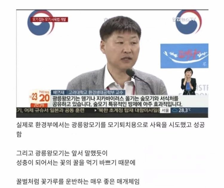[잡담] 한반도에 서식하는 착한 광릉왕모기(모기사진 있음) | 인스티즈