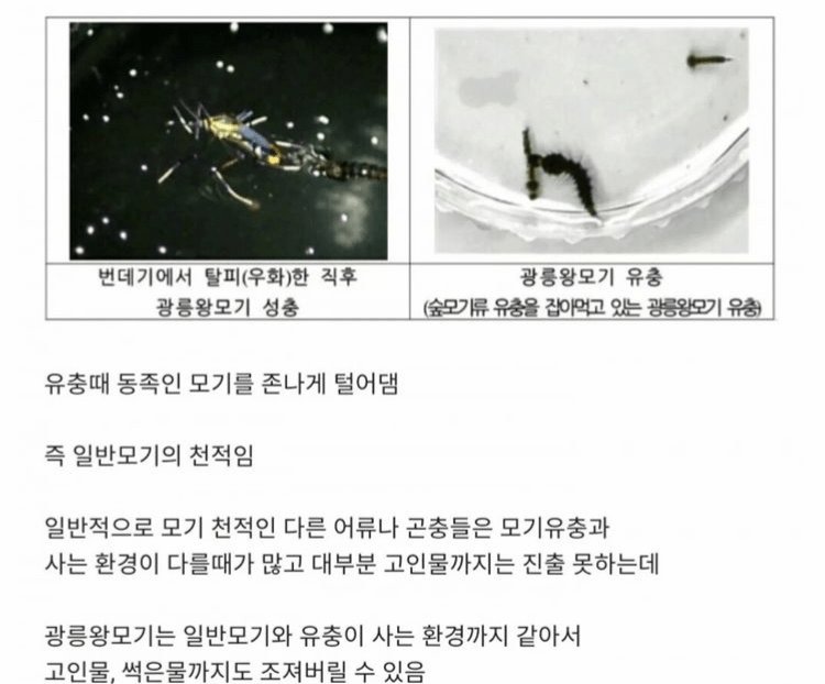 [잡담] 한반도에 서식하는 착한 광릉왕모기(모기사진 있음) | 인스티즈