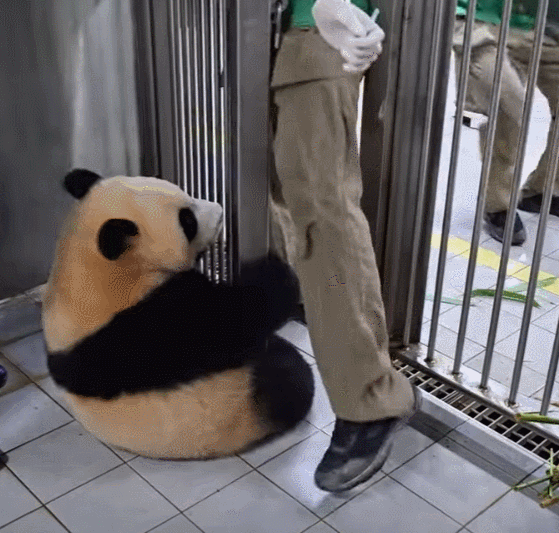 [잡담] 후이바오 백신 맞고 극대노하는거 개욱김ㅋㅋㅋㅋㅋㅋ | 인스티즈