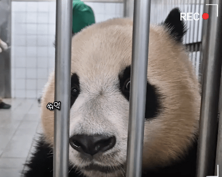 [잡담] 후이바오 백신 맞고 극대노하는거 개욱김ㅋㅋㅋㅋㅋㅋ | 인스티즈
