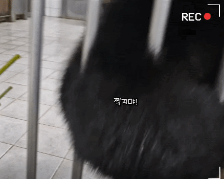 [잡담] 후이바오 백신 맞고 극대노하는거 개욱김ㅋㅋㅋㅋㅋㅋ | 인스티즈