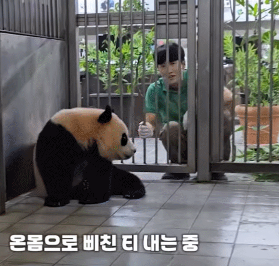 [잡담] 후이바오 백신 맞고 극대노하는거 개욱김ㅋㅋㅋㅋㅋㅋ | 인스티즈