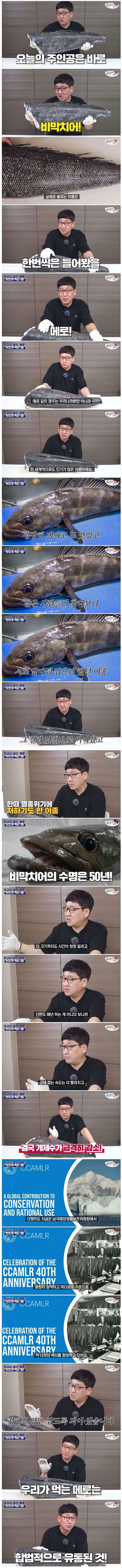 너무 맛있어서 멸종될 뻔한 물고기 | 인스티즈
