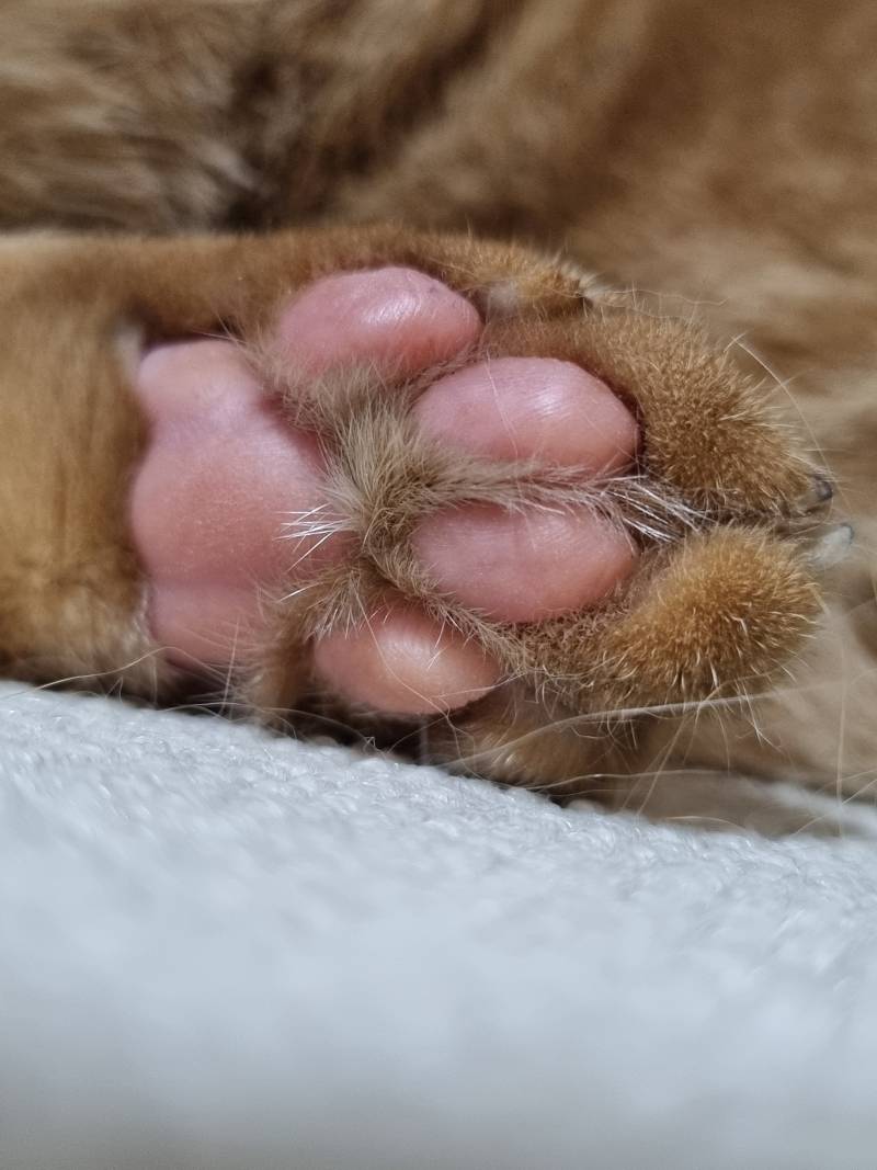 [잡담] 고양이 발바닥🐾 | 인스티즈