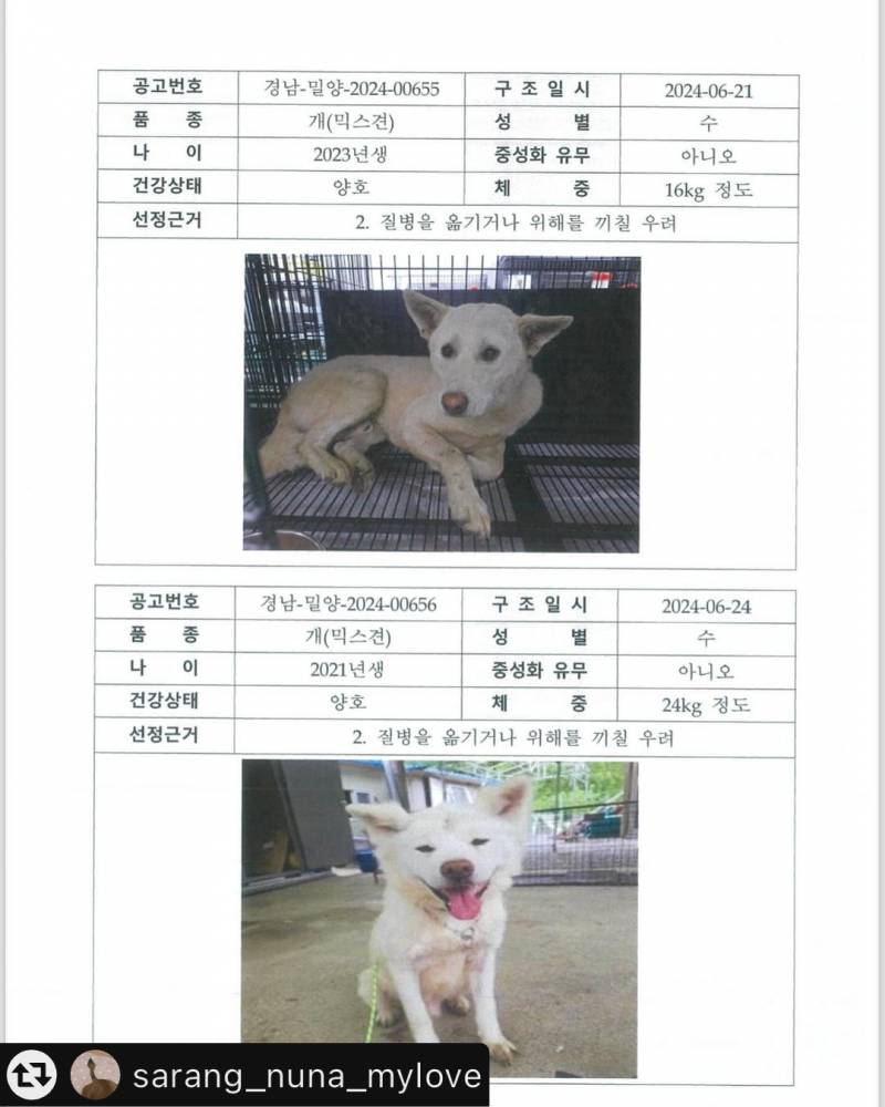 [잡담] 이틀 후 세상에 없을 강아지들.. | 인스티즈