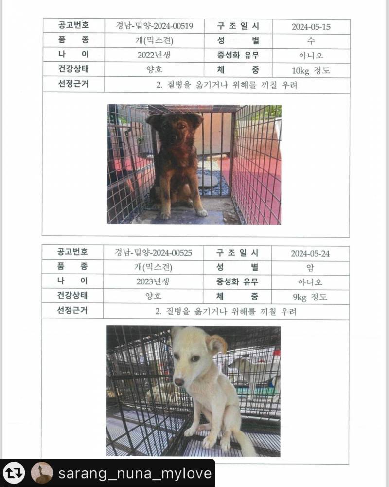 [잡담] 이틀 후 세상에 없을 강아지들.. | 인스티즈