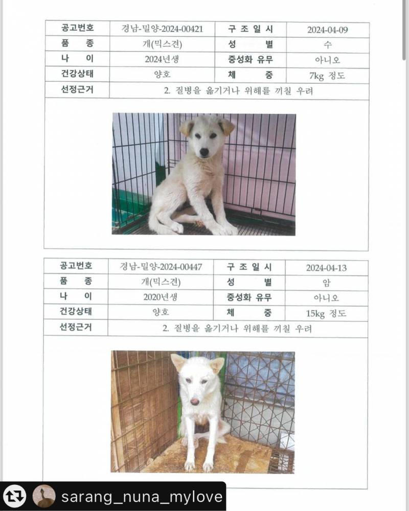 [잡담] 이틀 후 세상에 없을 강아지들.. | 인스티즈
