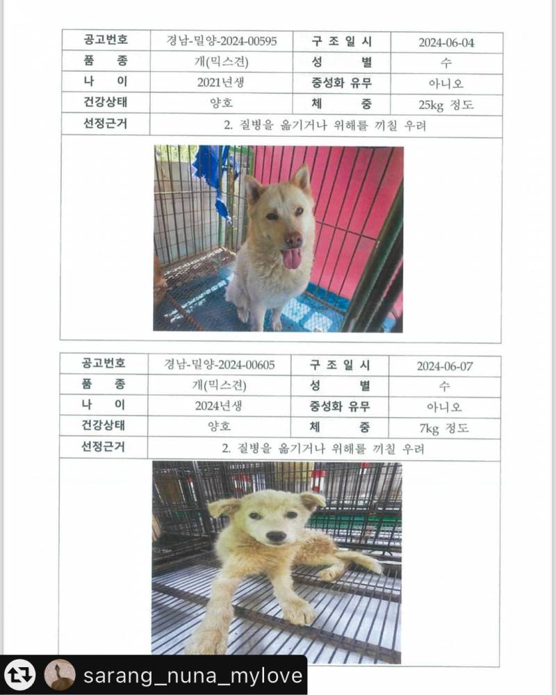 [잡담] 이틀 후 세상에 없을 강아지들.. | 인스티즈