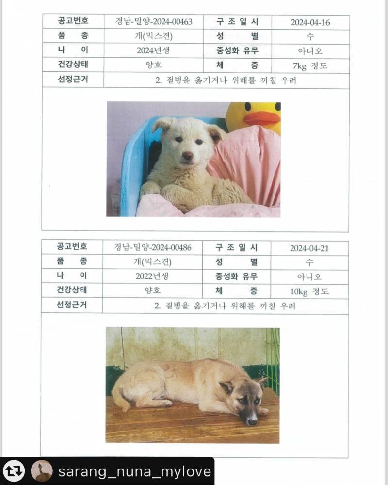 [잡담] 이틀 후 세상에 없을 강아지들.. | 인스티즈