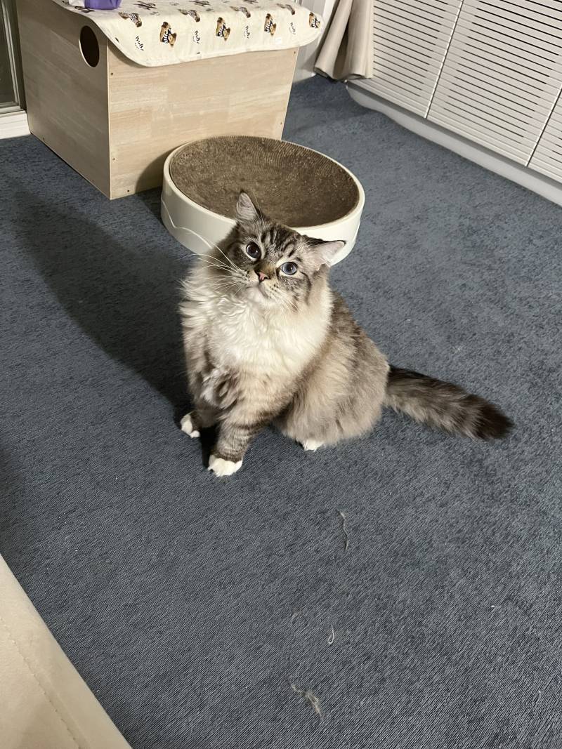 [잡담] 아 우리집 고양이 완전 웃기네 | 인스티즈