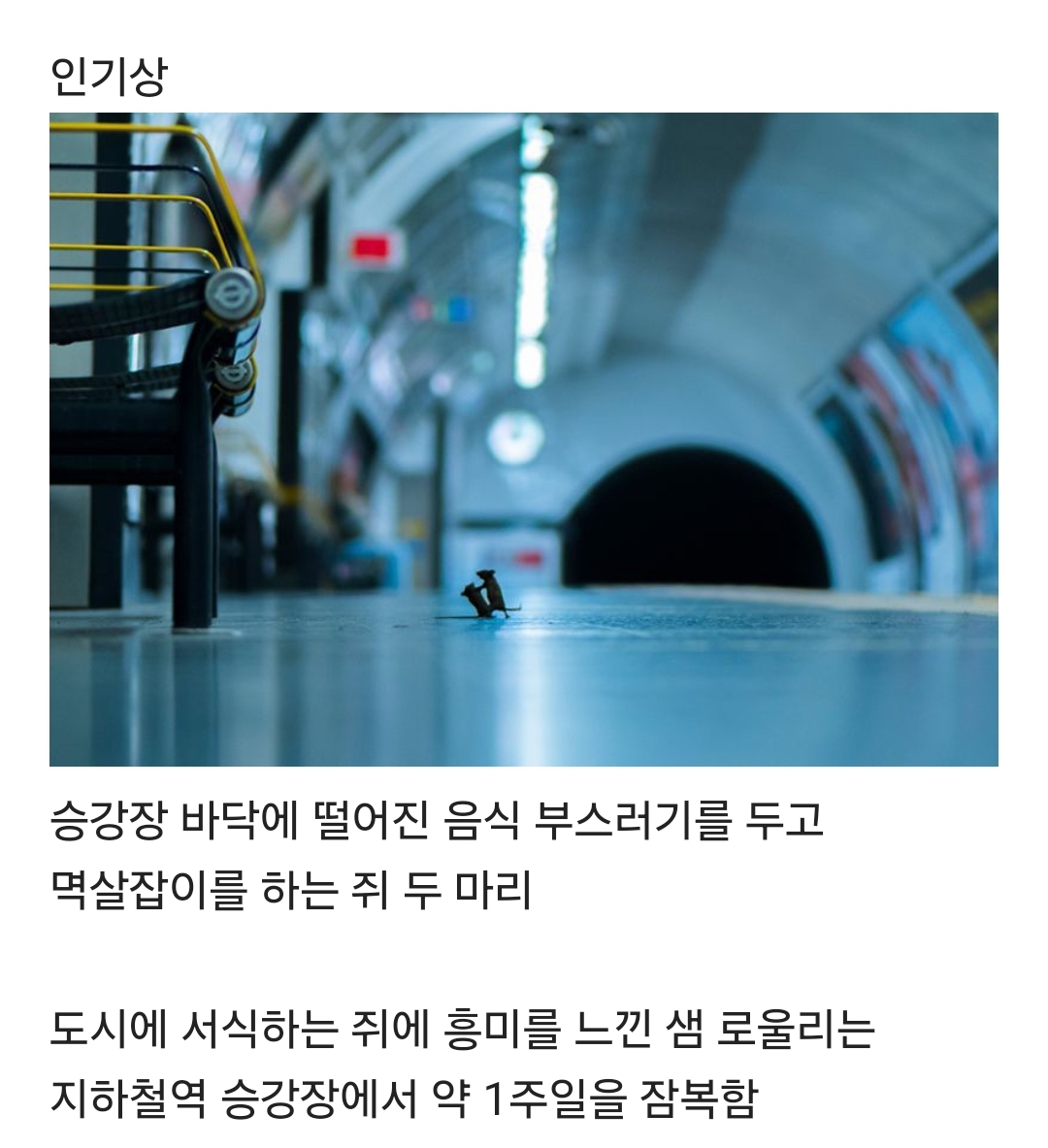 BBC 올해의 야생동물 사진 수상 작.jpg | 인스티즈
