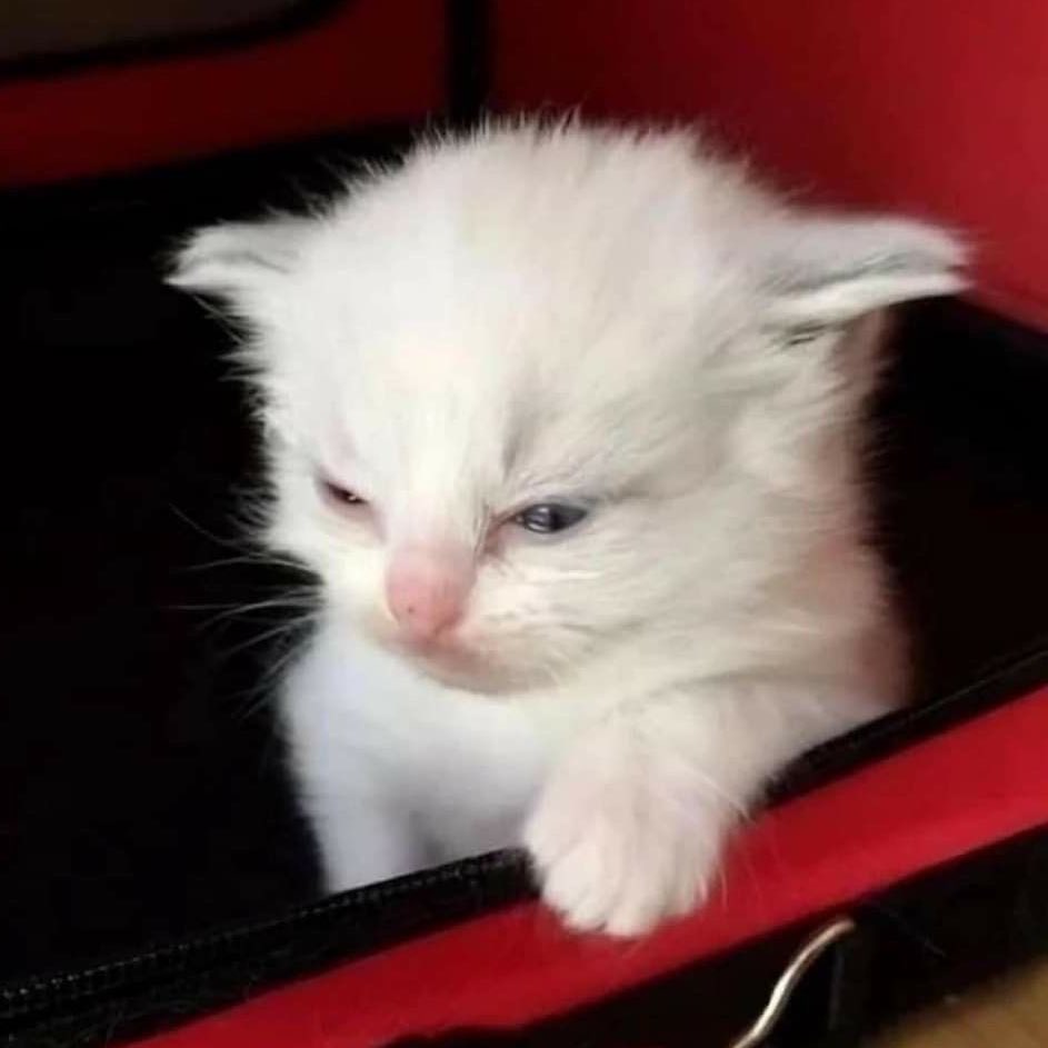 [잡담] 원빈이 고양이 짤 무한대로 존재하는 거 신기해ㅋㅋㅋㅋㅋㅋㅋㅋㅋㅋ | 인스티즈