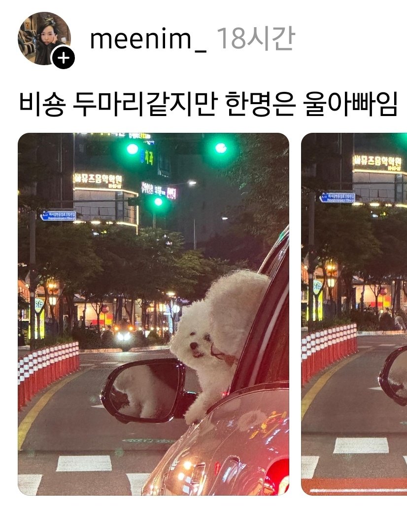 비숑 두 마리 | 인스티즈