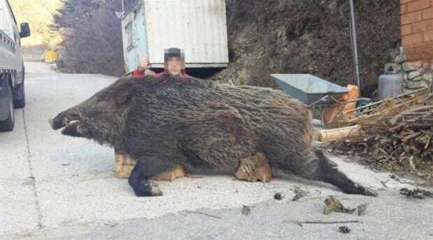 멧돼지가 맹수인 이유 | 인스티즈