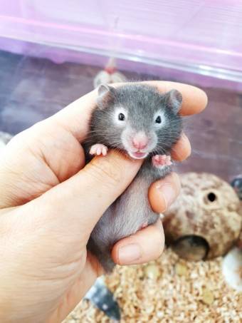 [잡담] 햄스터 둘 중에 누가더 귀여웅ㅁ? | 인스티즈