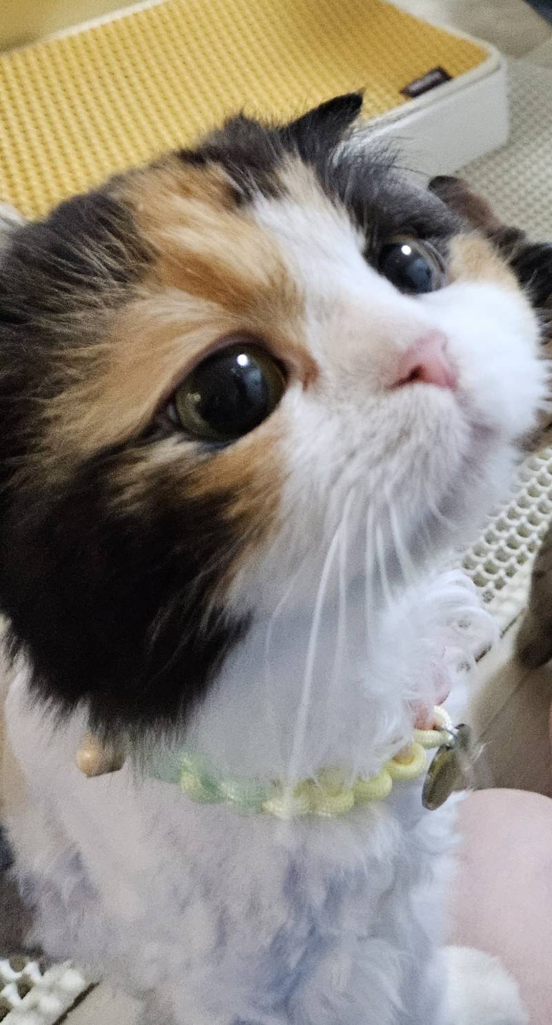 [잡담] 우리 고양이들 집냥이 적응 전후 냥귀여움 ㅠㅠ | 인스티즈