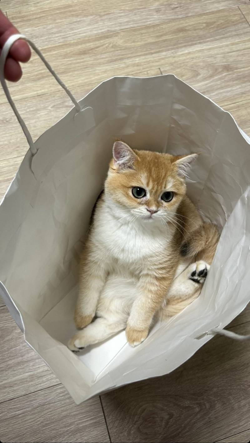 [잡담] 갈맥 누나들…우리 민재 고양이 집사거든요…. | 인스티즈