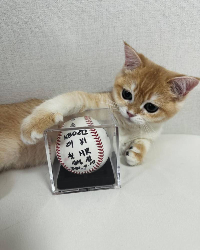 [잡담] 갈맥 누나들…우리 민재 고양이 집사거든요…. | 인스티즈