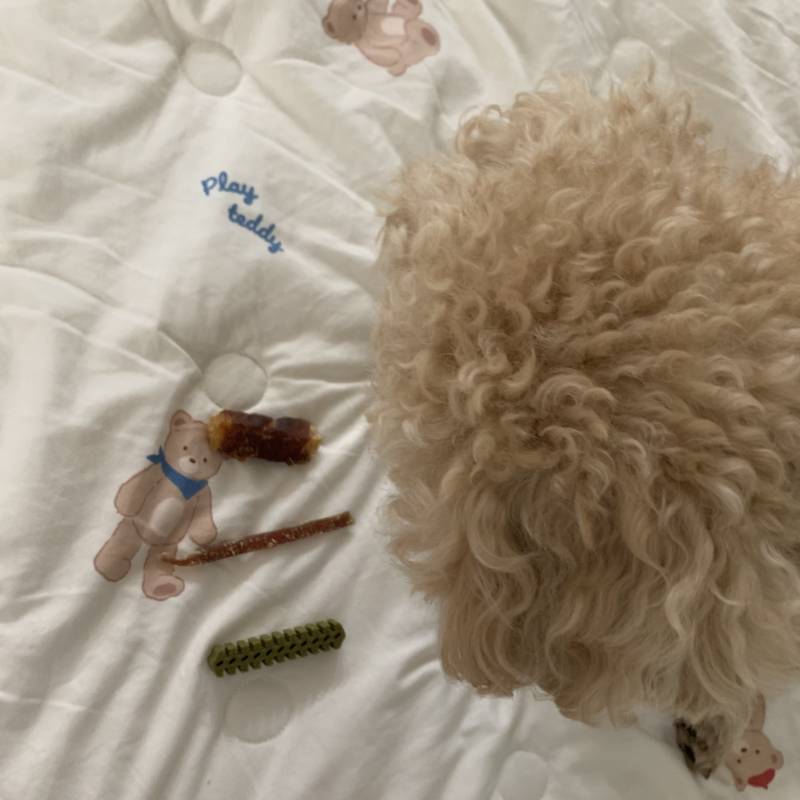 [잡담] 왜 간식을 안먹고 지키는거야 | 인스티즈
