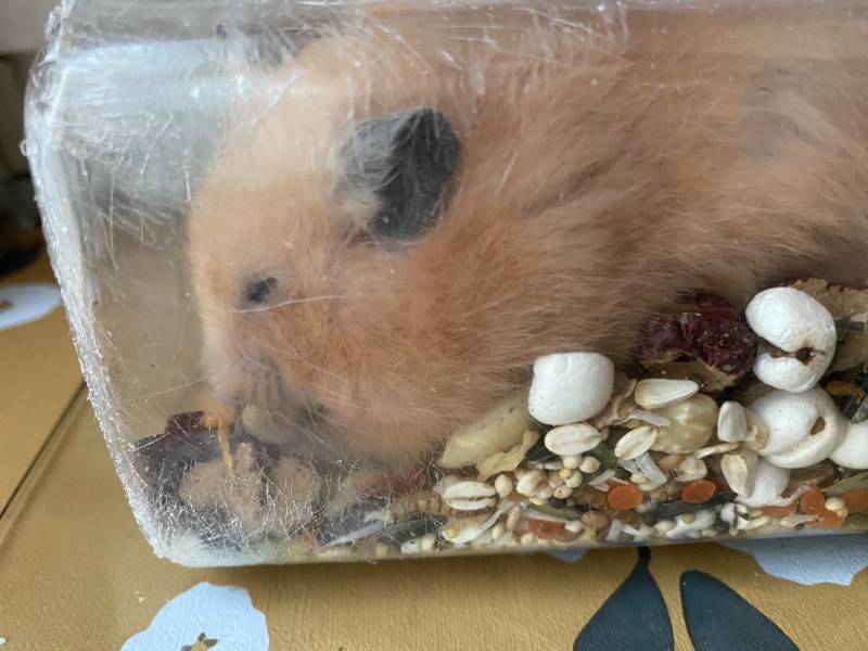 [잡담] 장난으로 햄스터 사료통에 넣었는데 | 인스티즈