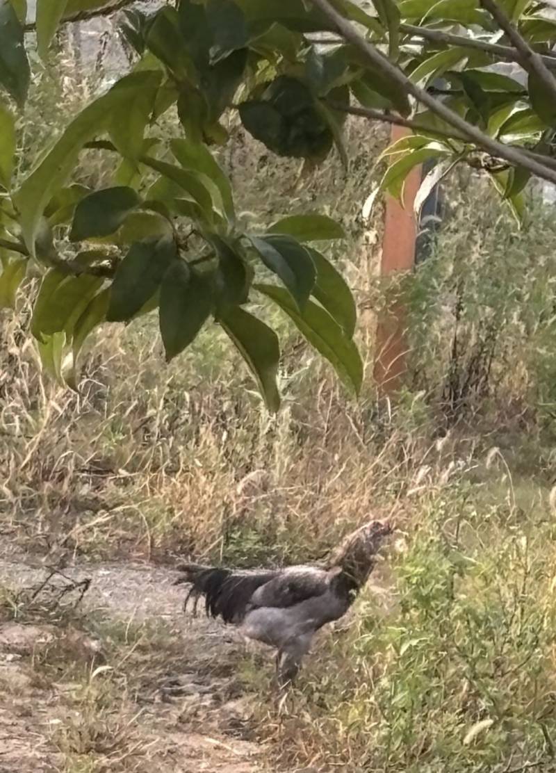 [잡담] 공원에 산책 나왔는데 닭이 혼자 있어.... | 인스티즈