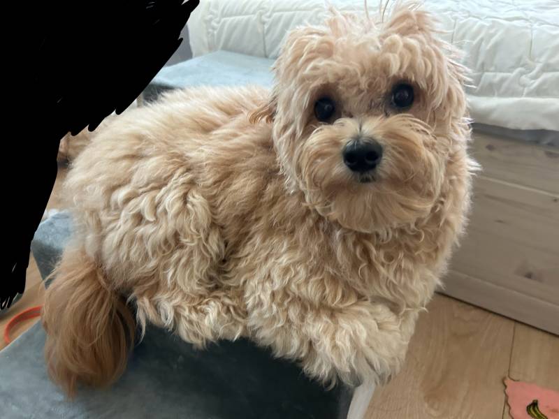[잡담] 강아지 계단 이용하는 강아지 볼래? | 인스티즈