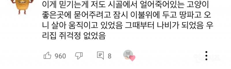 (얼어 죽어 있던 아기 고양이를 녹였더니...(감동 주의) | 인스티즈