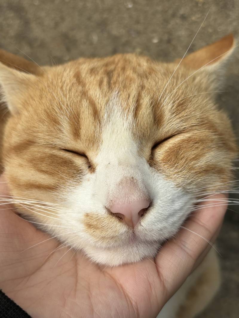 [잡담] 고양이 콧등 털 벗겨지는거 뭐여?? | 인스티즈