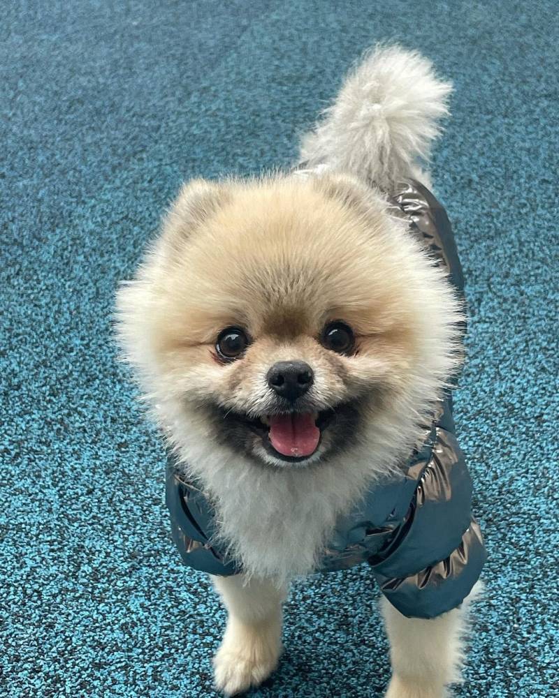 [잡담] 이거 보면 기분 좋아집니다 | 인스티즈