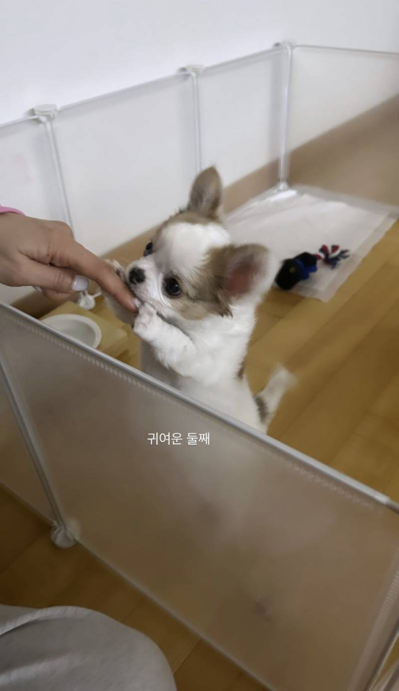 [잡담] 이거 보면 기분 좋아집니다 | 인스티즈
