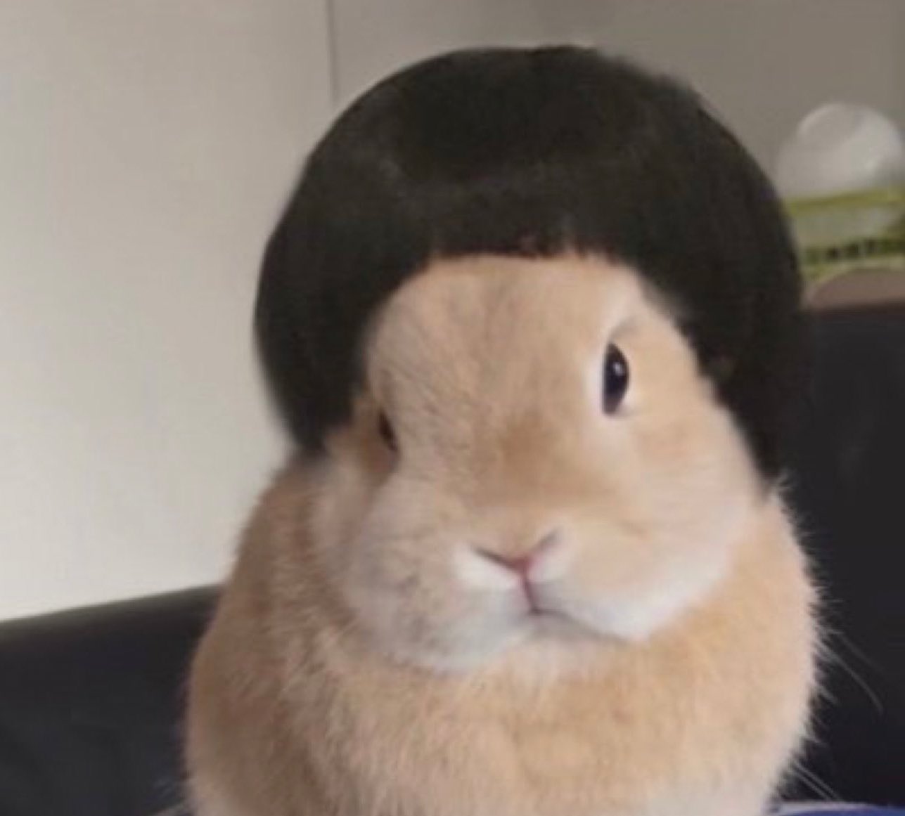 [잡담] 이제 모든 토끼가 도영이같아...어쩌지 | 인스티즈