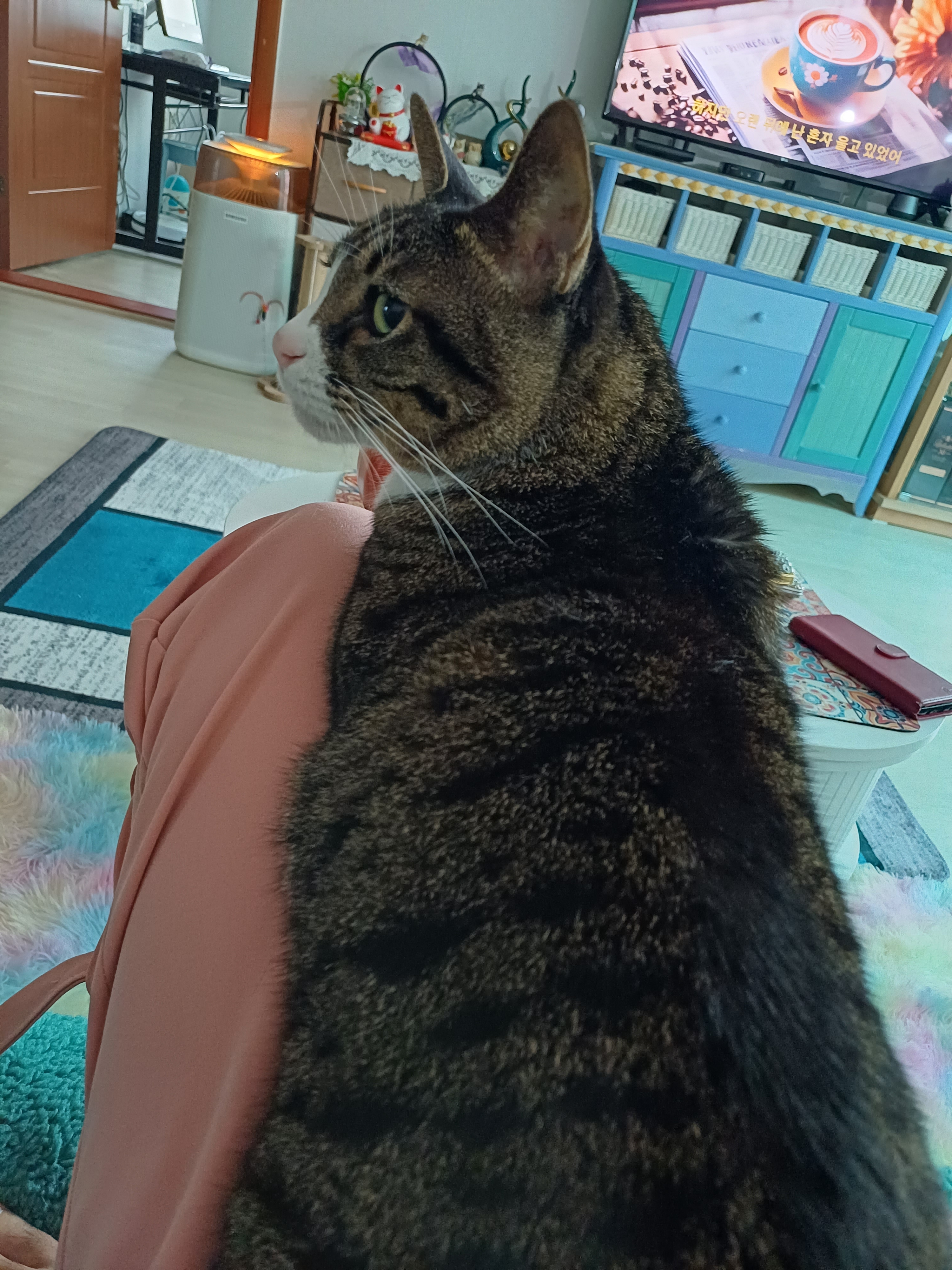 [잡담] 울집냥이 무릎냥이 아닌데 오늘 내 무릎 점거하심 | 인스티즈