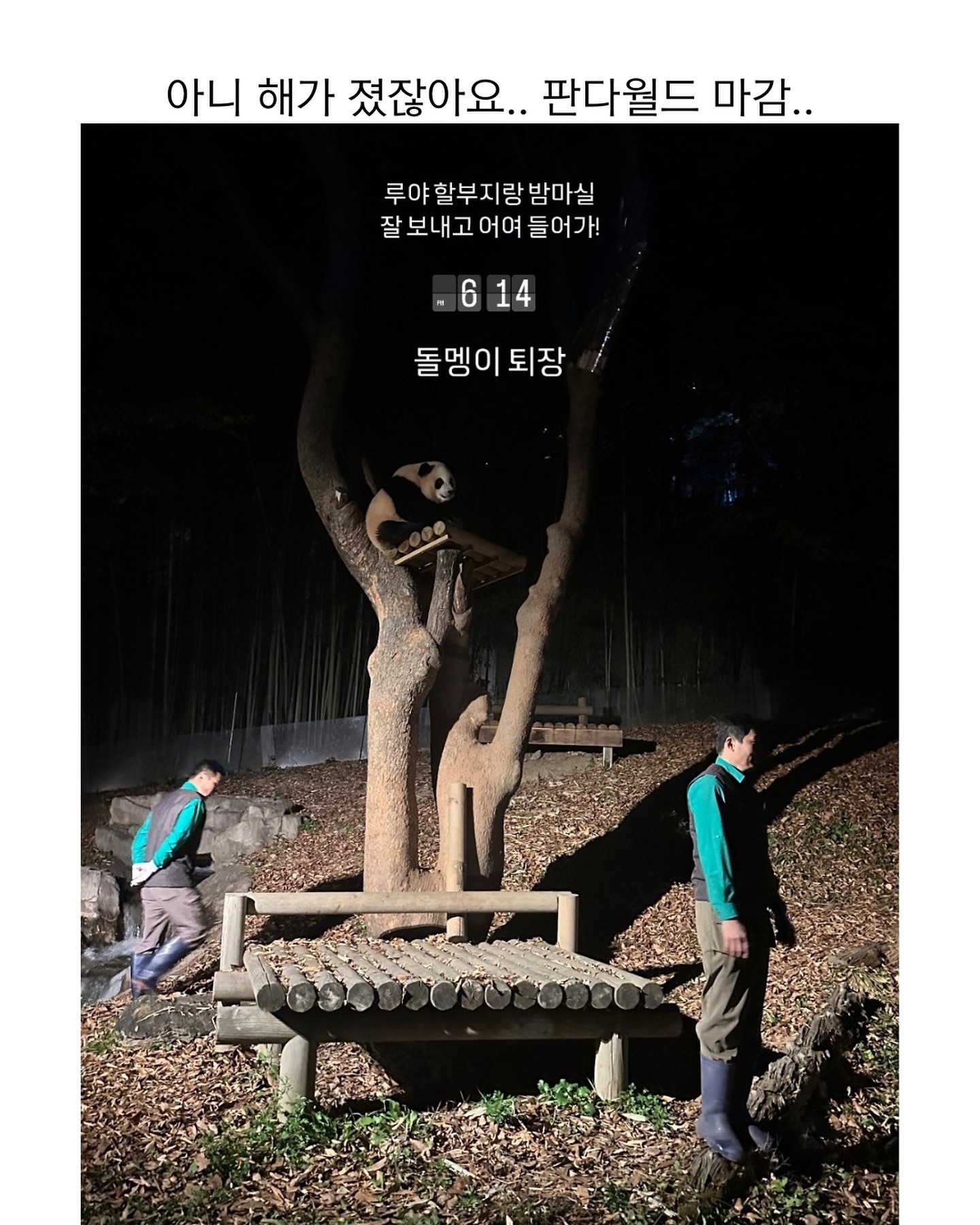 [잡담] 루이 오늘 하루종일 나무에서 안 내려왔넼ㅋㅋㅋㅋㅋㅋ | 인스티즈