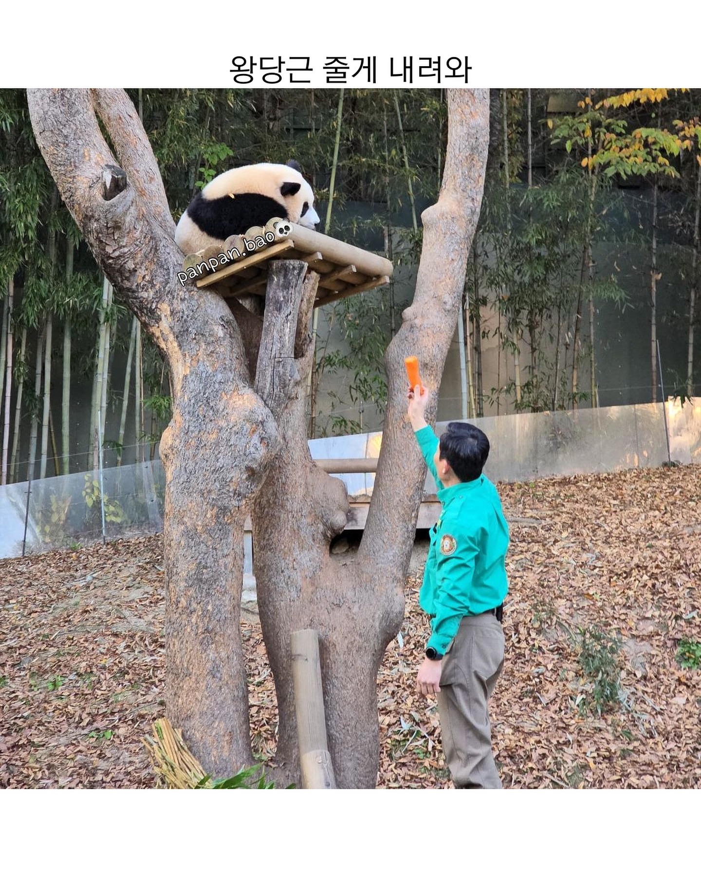 [잡담] 루이 오늘 하루종일 나무에서 안 내려왔넼ㅋㅋㅋㅋㅋㅋ | 인스티즈