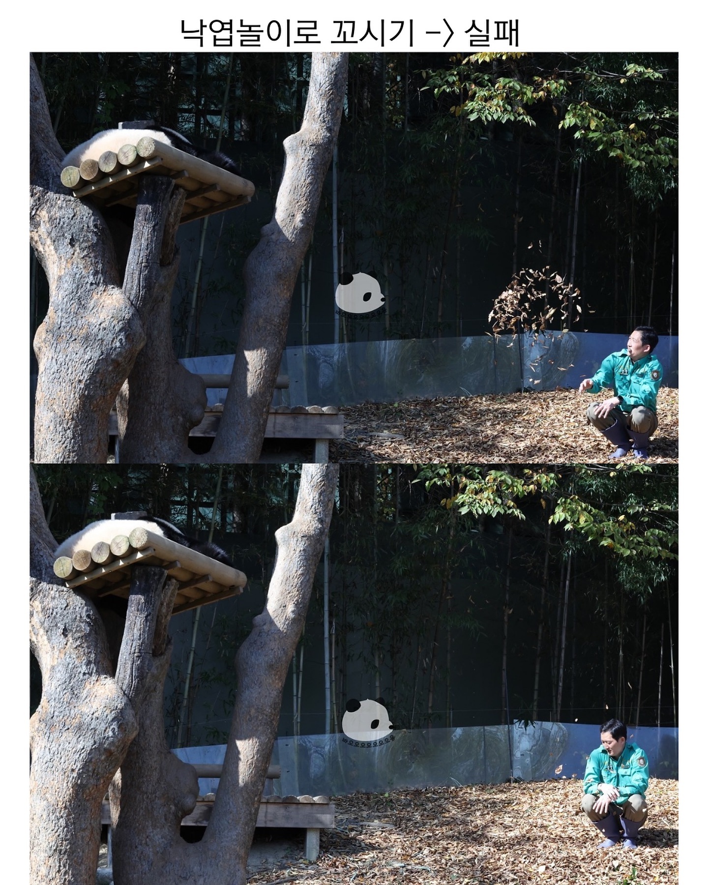 [잡담] 루이 오늘 하루종일 나무에서 안 내려왔넼ㅋㅋㅋㅋㅋㅋ | 인스티즈