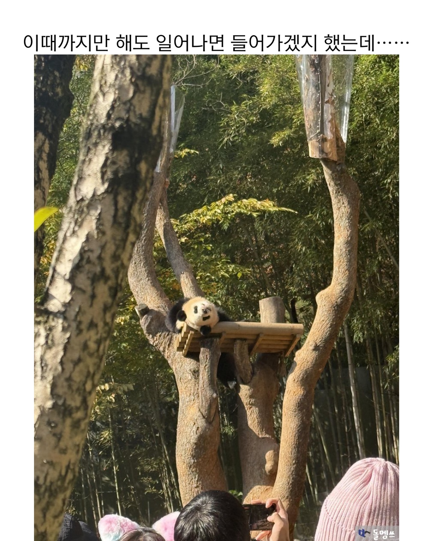 [잡담] 루이 오늘 하루종일 나무에서 안 내려왔넼ㅋㅋㅋㅋㅋㅋ | 인스티즈